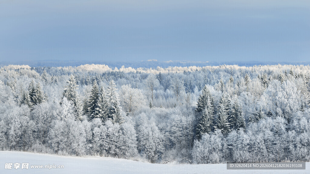 冬日雪覆森林