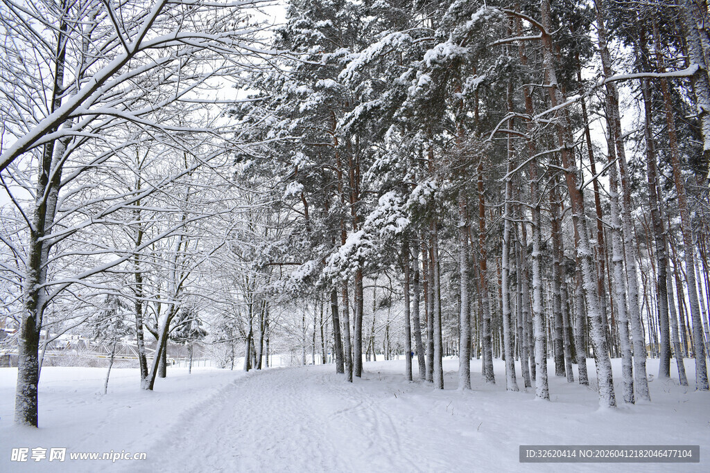 冬日雪林小道