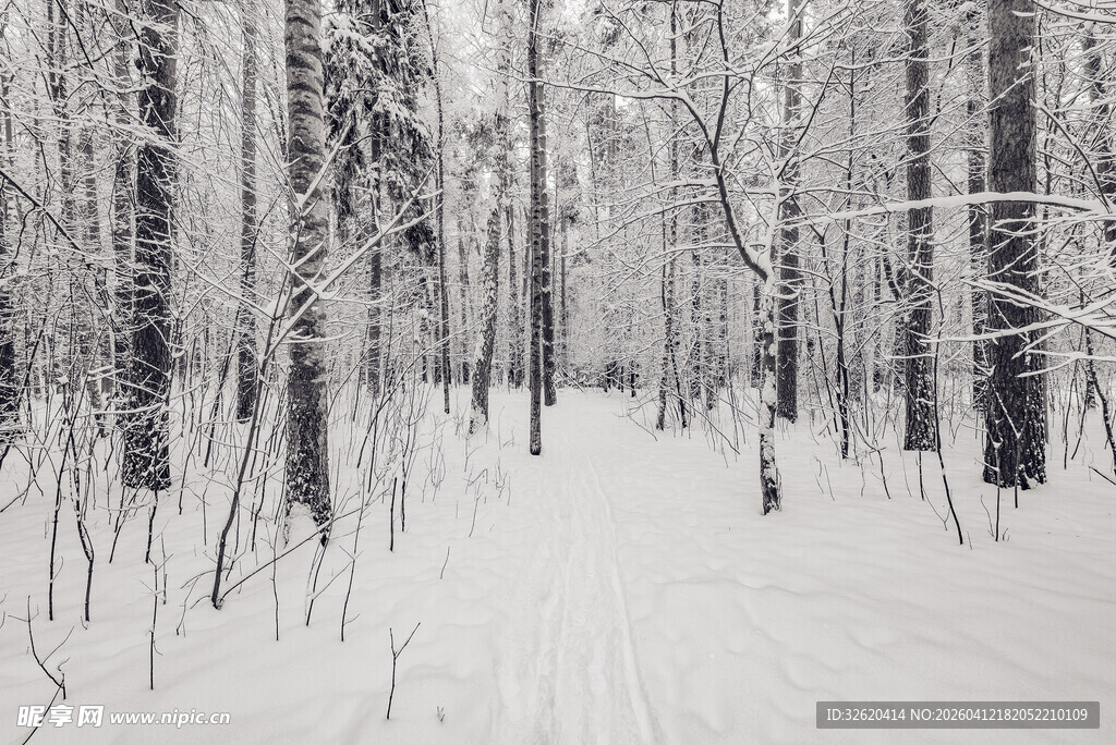 雪覆森林