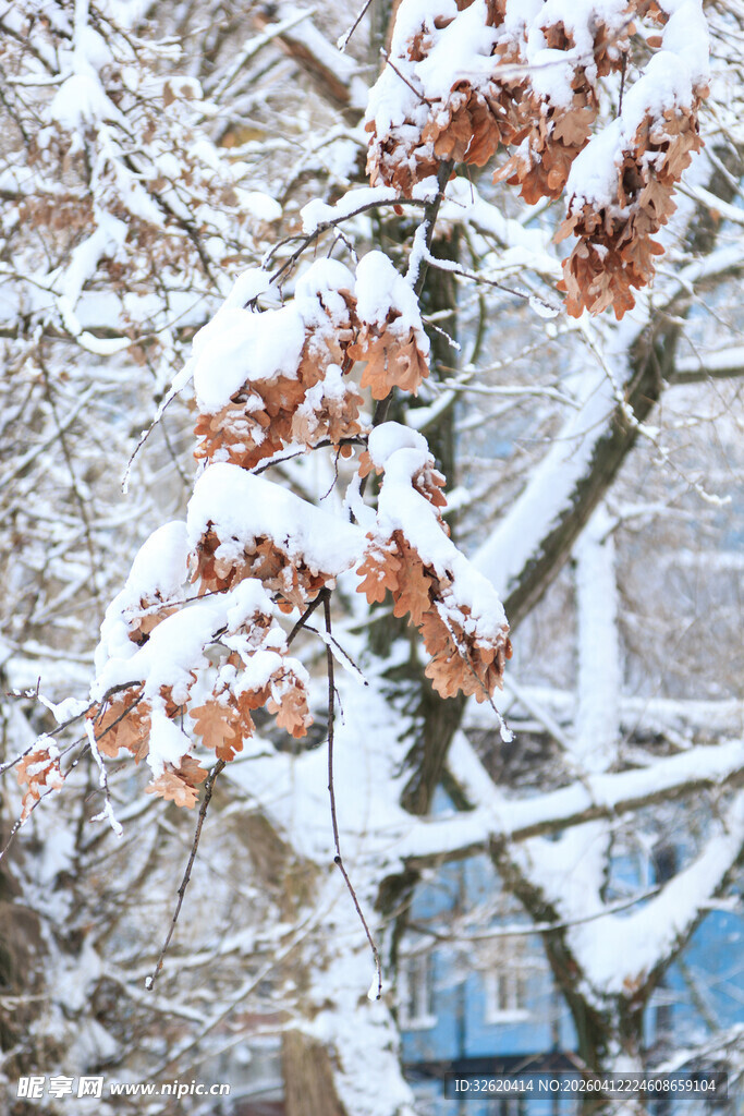 雪覆秋叶景