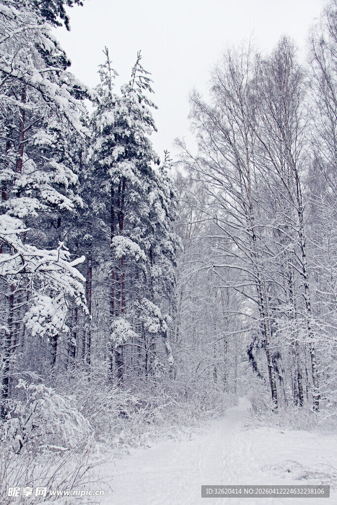 冬日雪林小路
