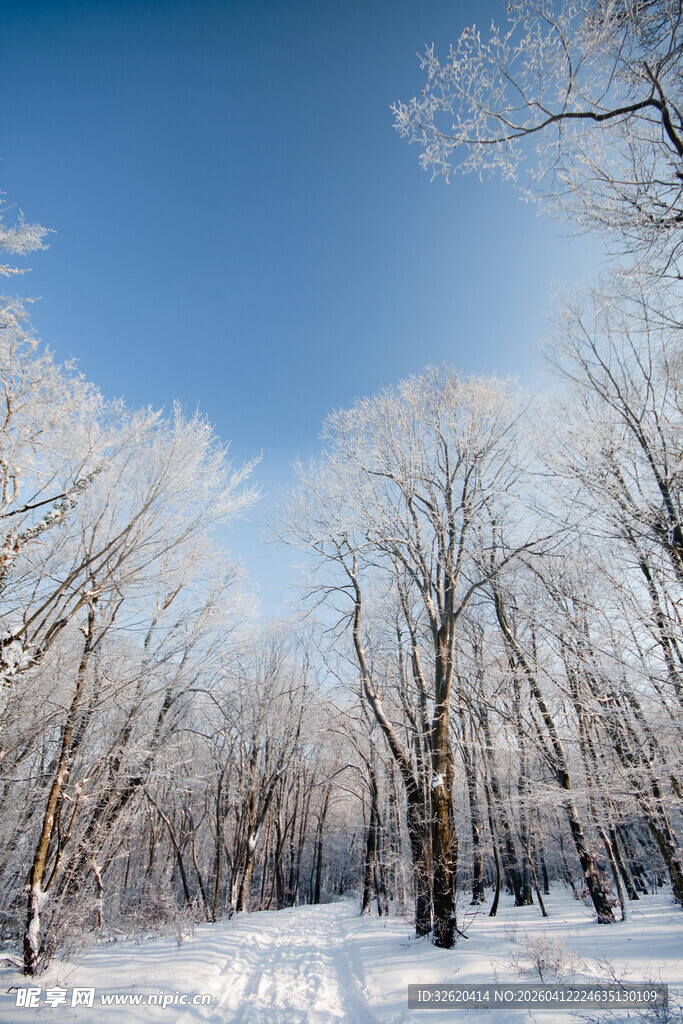 冬日雪林美景