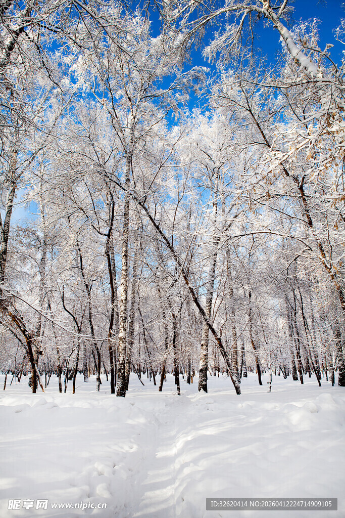 冬日雪林美景