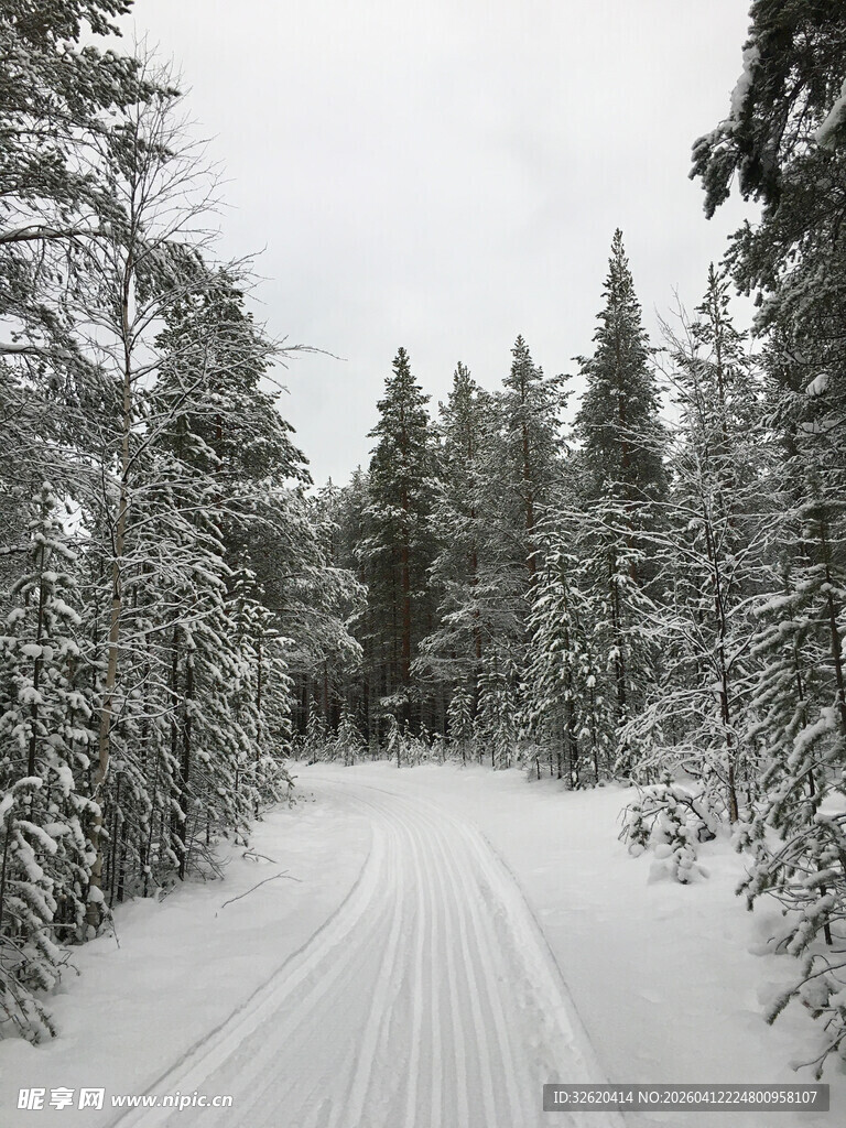 冬日雪林之路