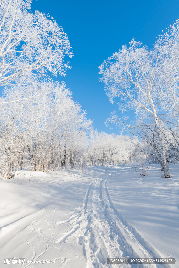 冬日雪林美景