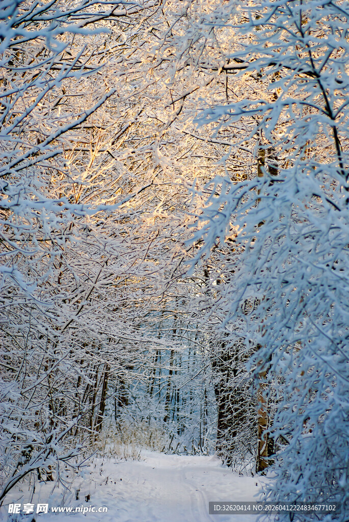 冬日雪林美景