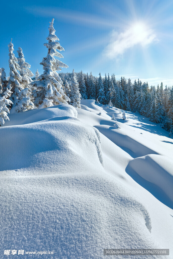 冬日雪林美景