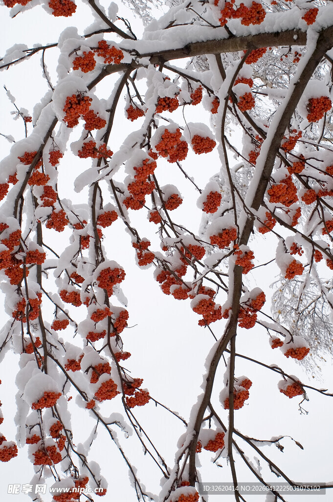 雪覆红柿枝头景