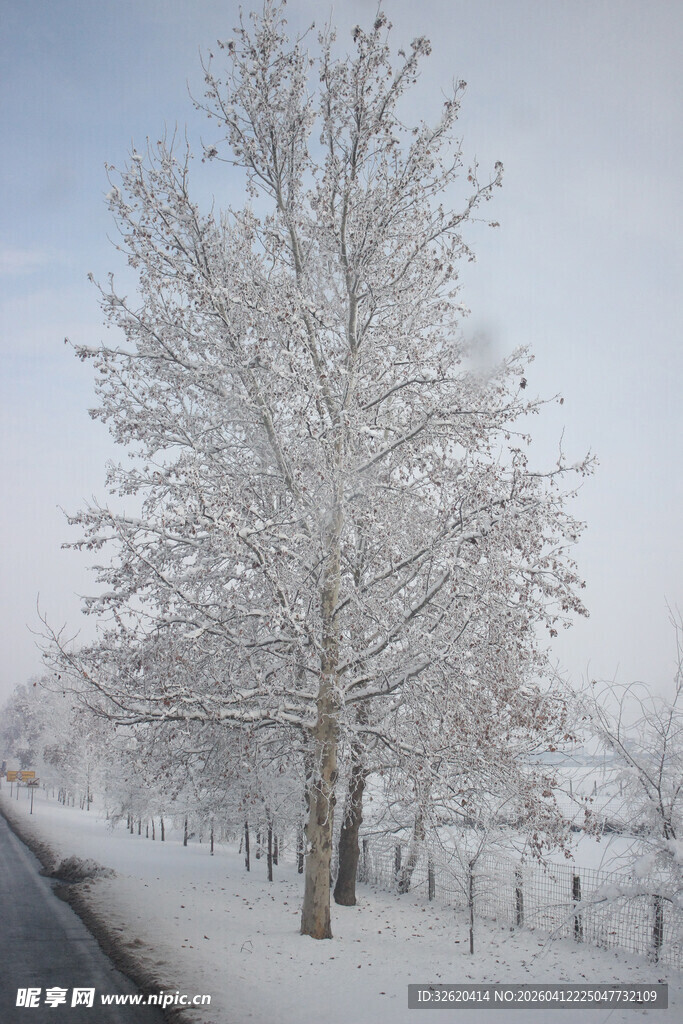 雪覆树木的冬日道路景象