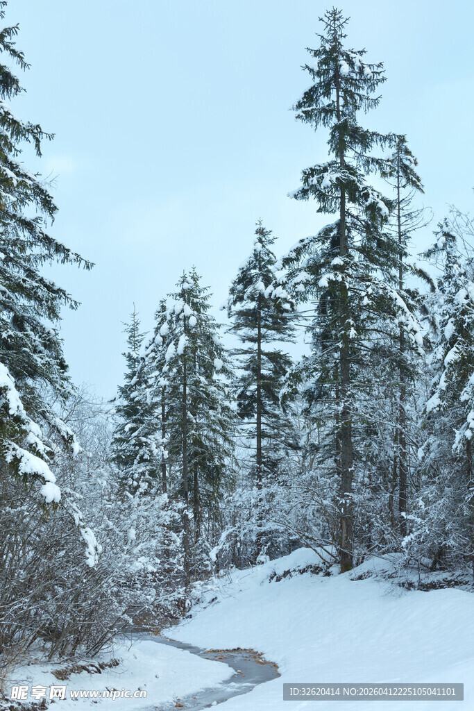 冬日雪覆山林美景