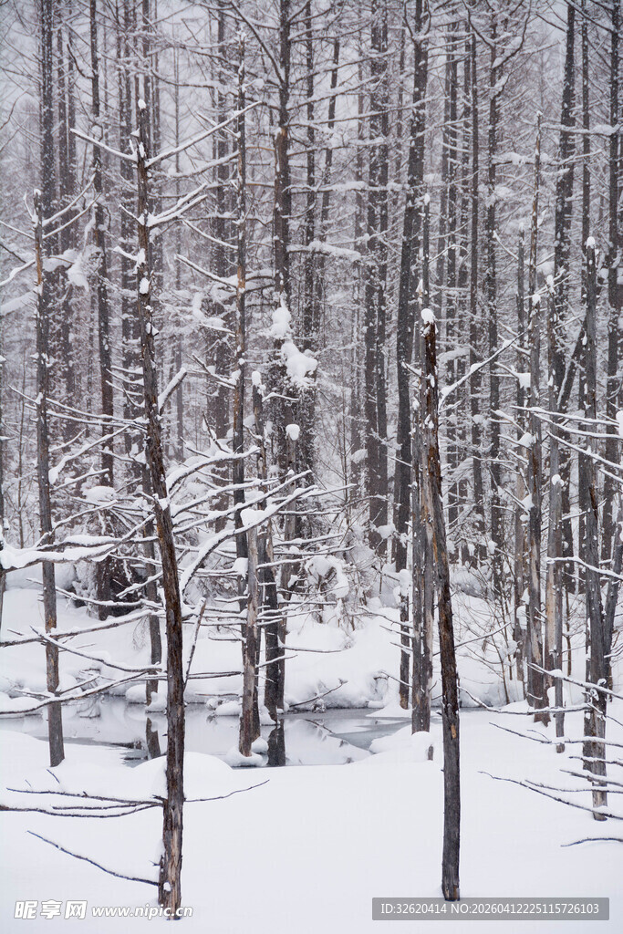 冬日雪覆森林美景