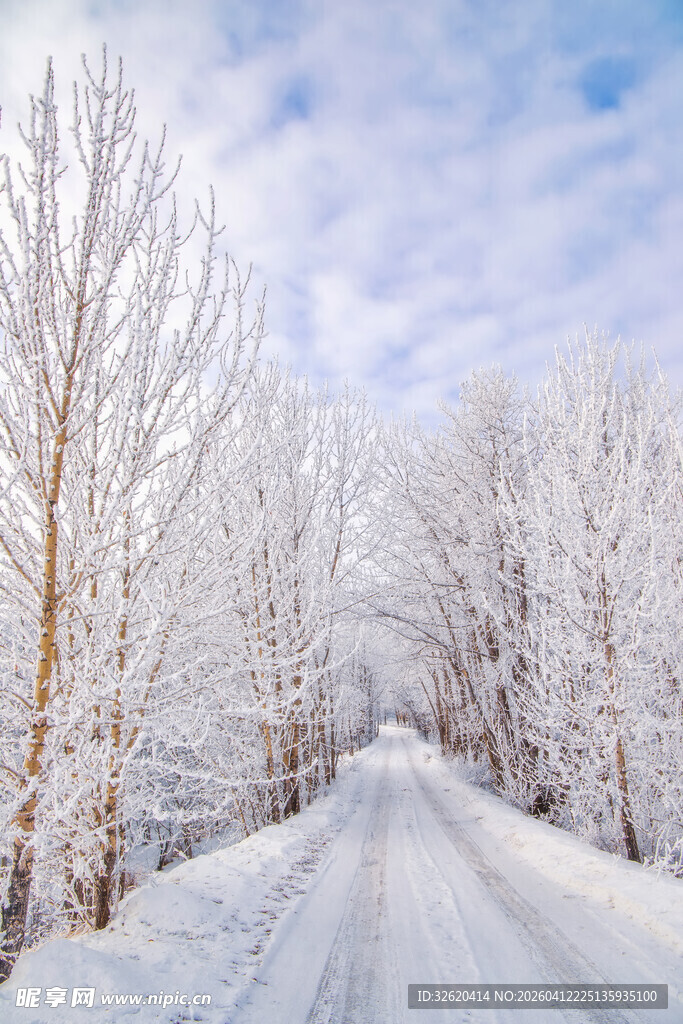 冬日雪林小路美景