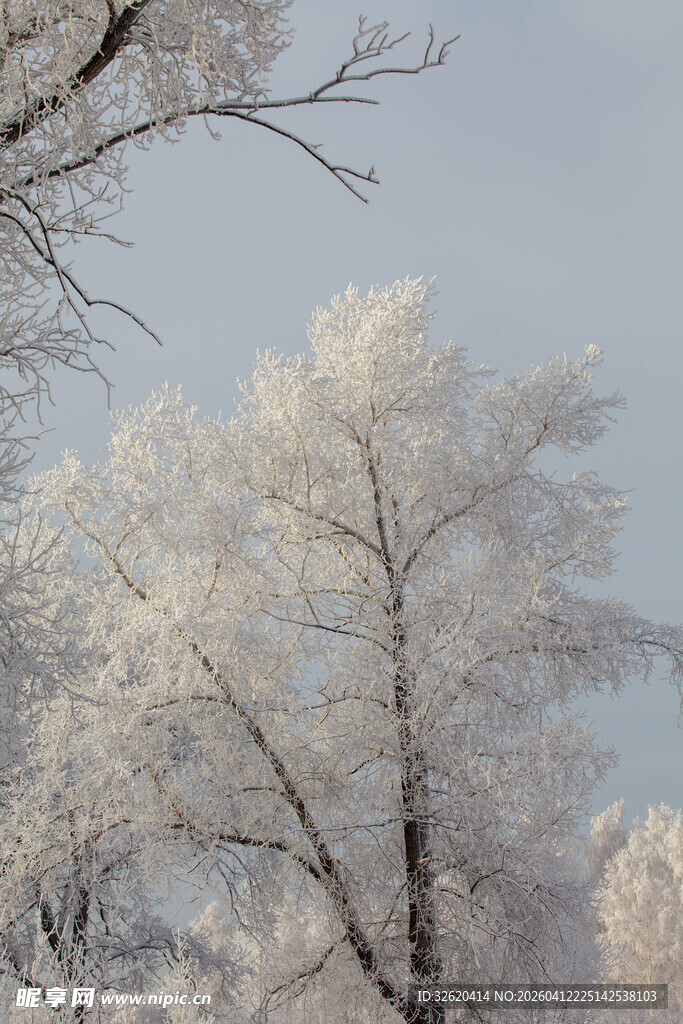 冬日雾凇美景