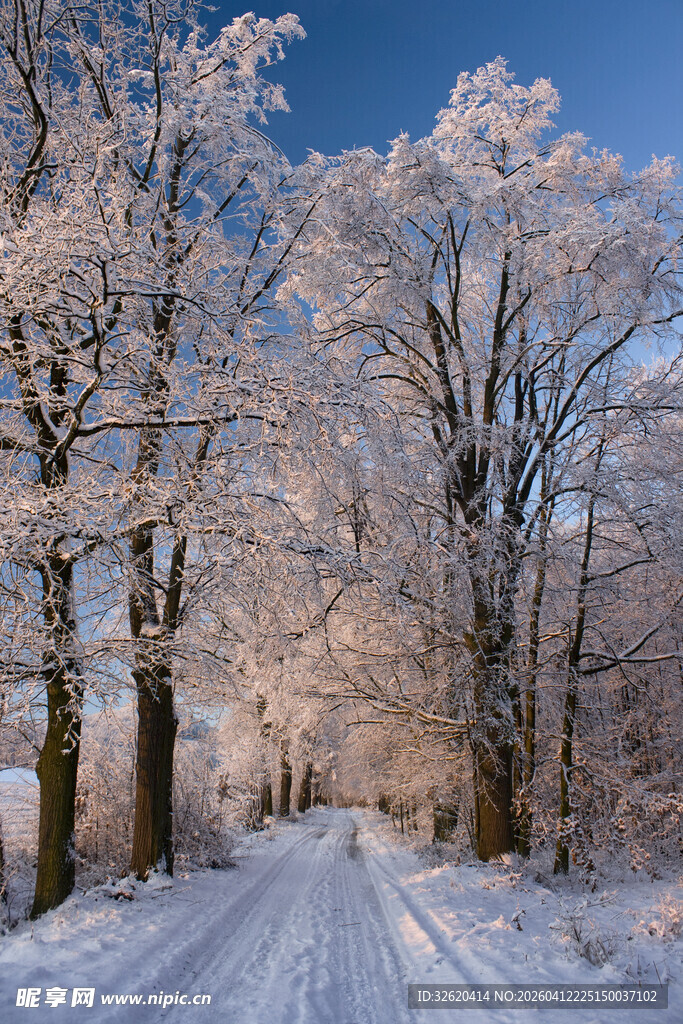 冬日雪覆林间小道美景