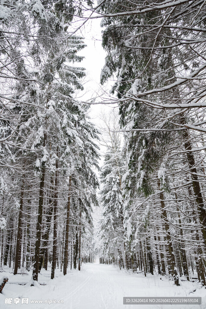 冬日雪林静谧美景