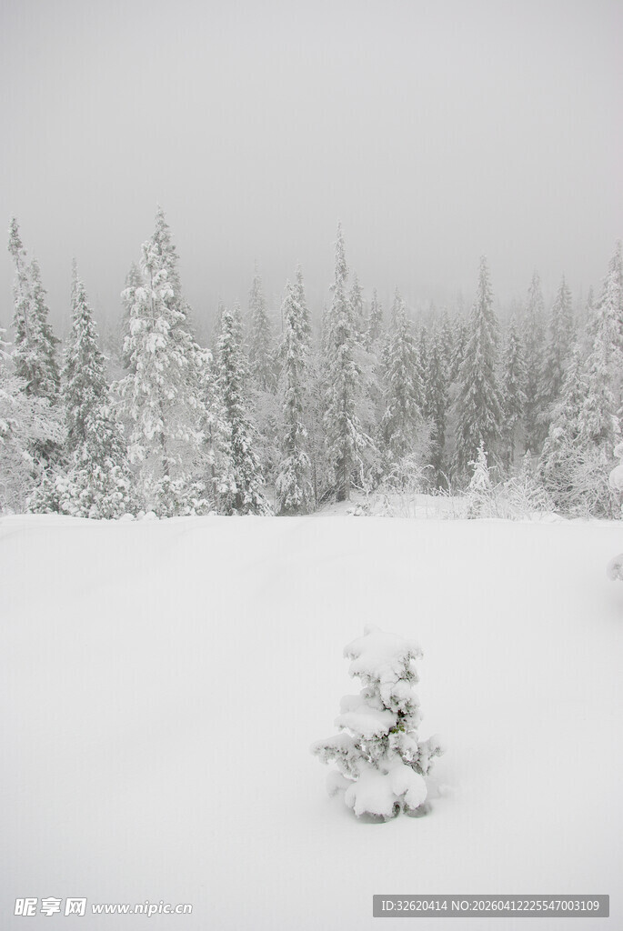 雪覆山林中的孤树
