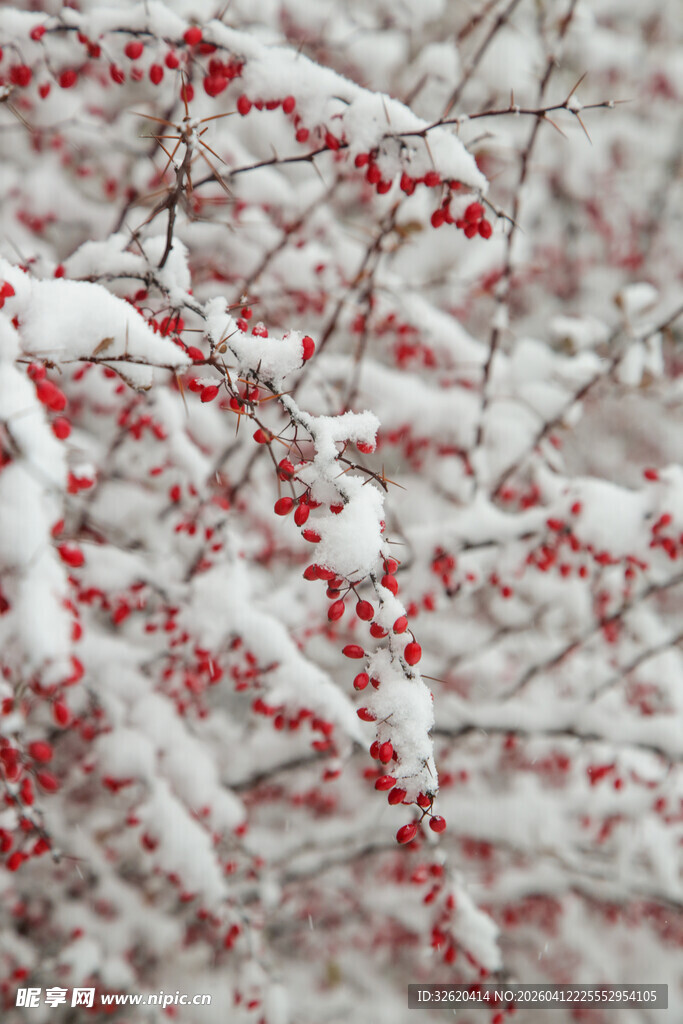 雪覆红果的冬日枝头景象