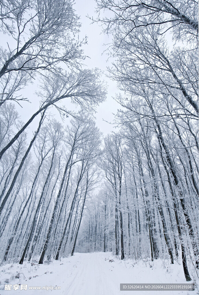 冬日雪覆树林美景