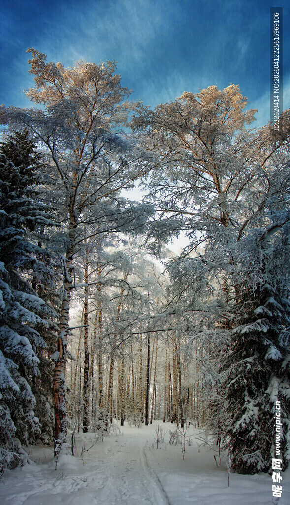 冬日雪林美景
