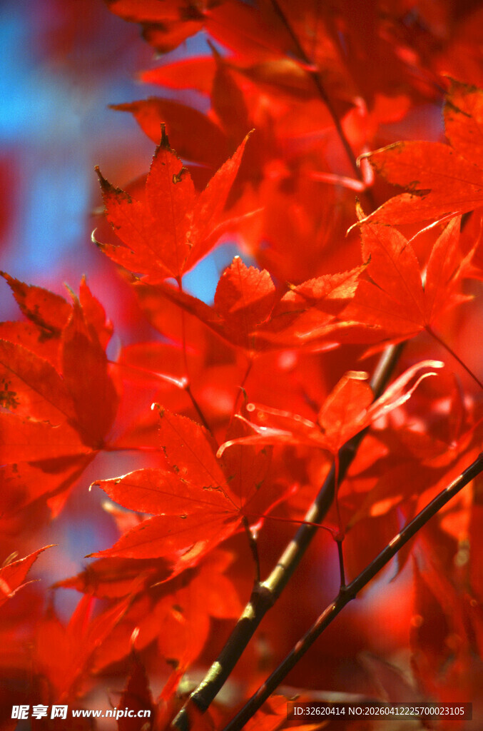 红枫叶特写