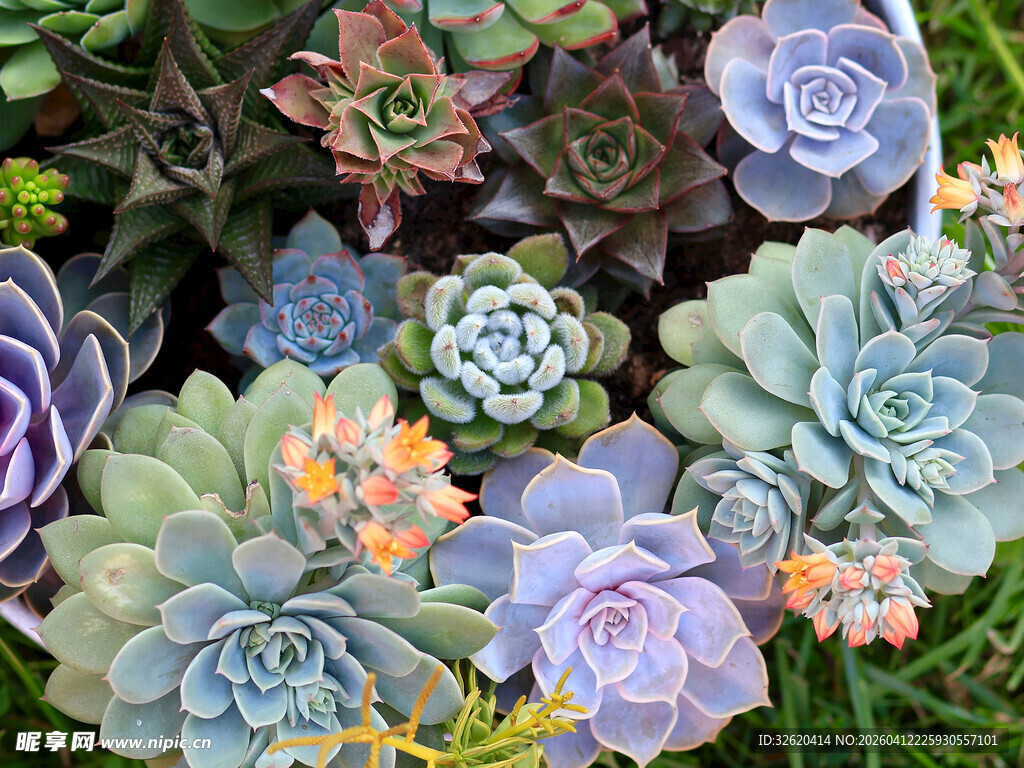 多彩多肉植物簇拥美景