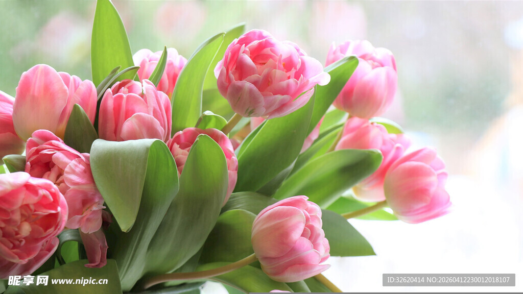 粉色郁金香花束