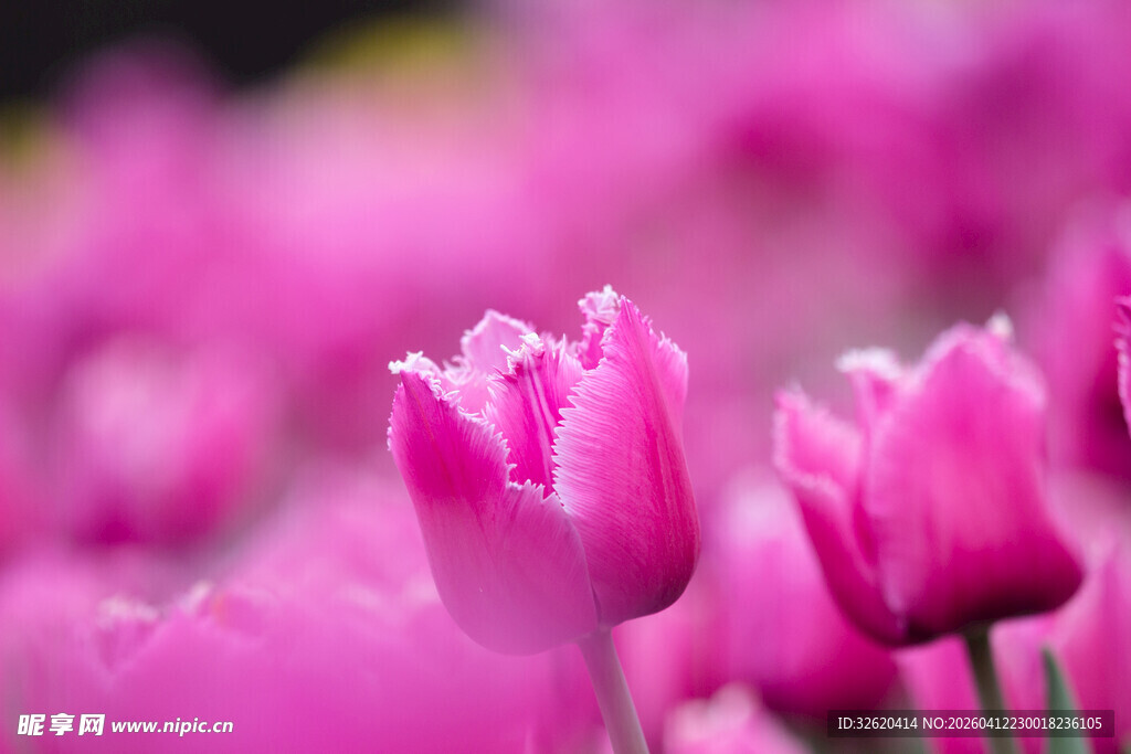 浪漫粉色郁金香花海