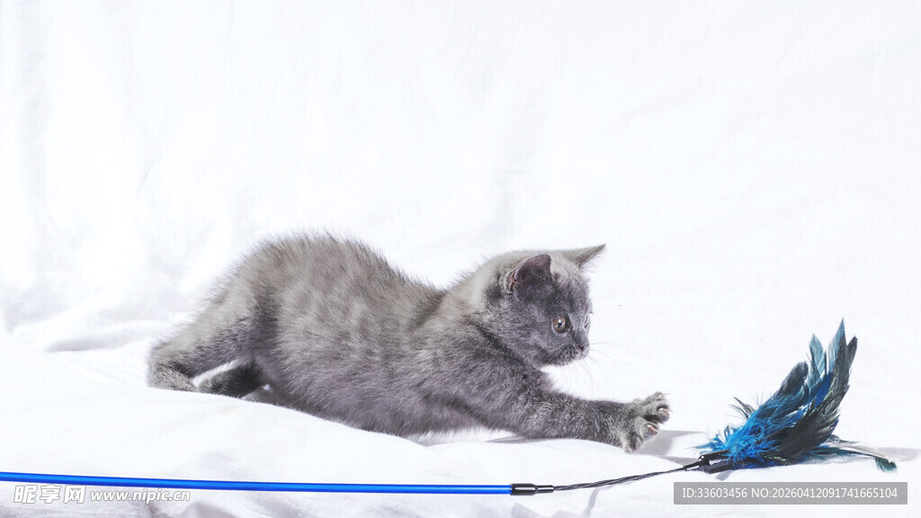 灰猫玩逗猫棒瞬间