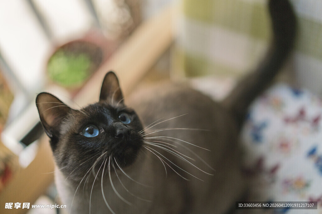 蓝眼暹罗猫仰头好奇张望