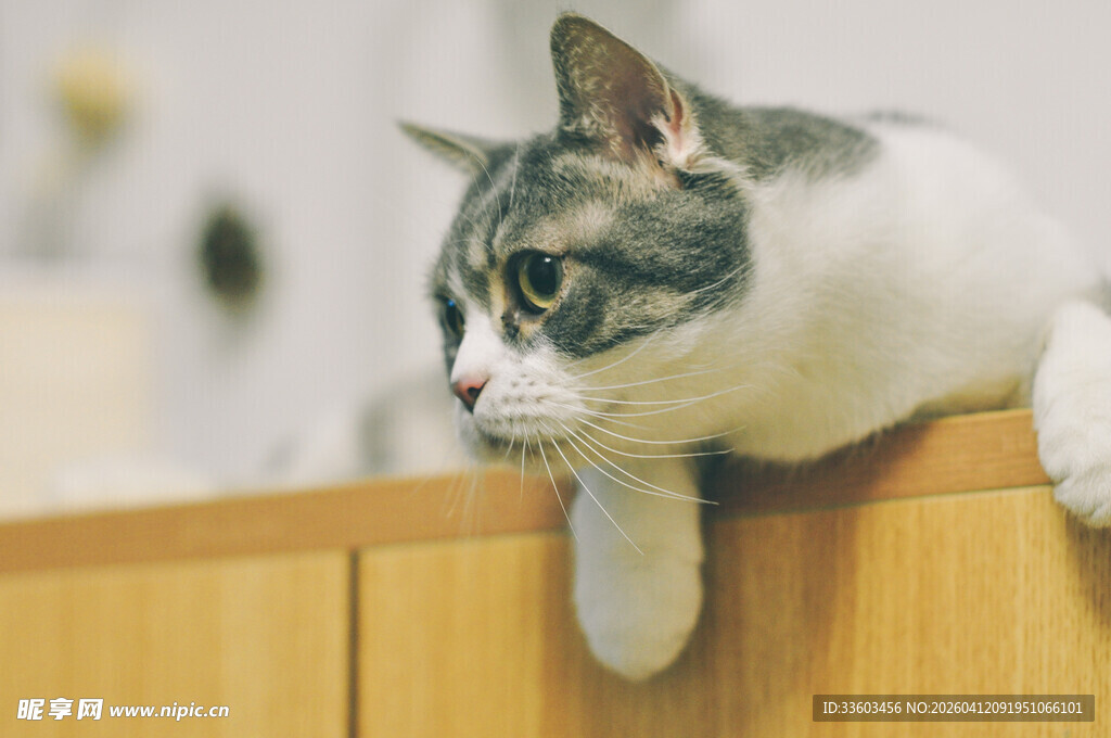 可爱猫咪趴在木质台面上