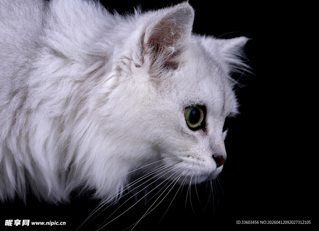 白色长毛猫侧颜特写