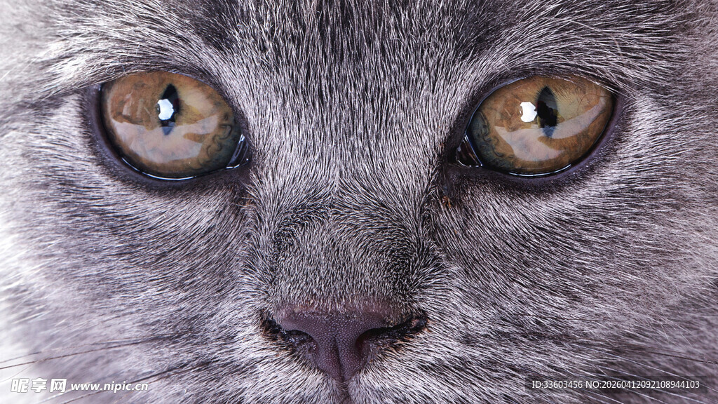 灰猫的明亮双眼特写