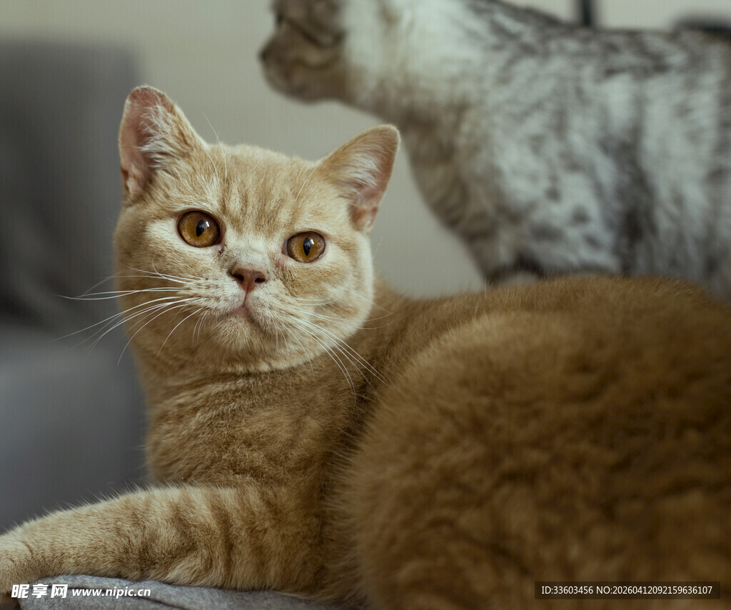 橘猫静卧与后方猫咪对视