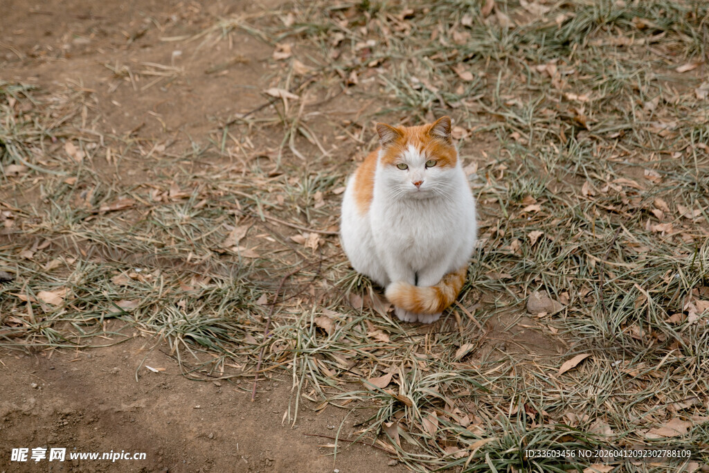 草地中的可爱花猫
