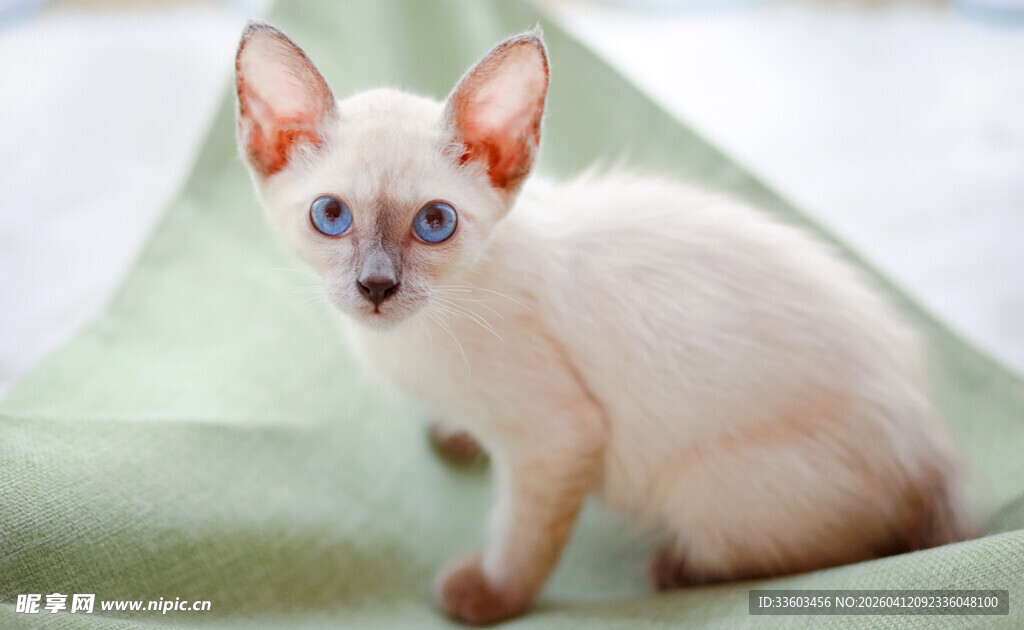 可爱暹罗幼猫坐于绿垫上