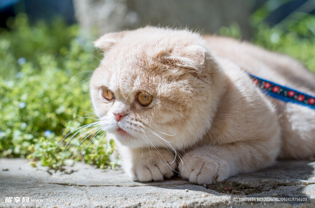 趴着的可爱加菲猫