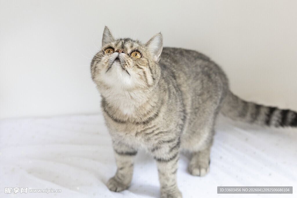 抬头张望的条纹猫咪
