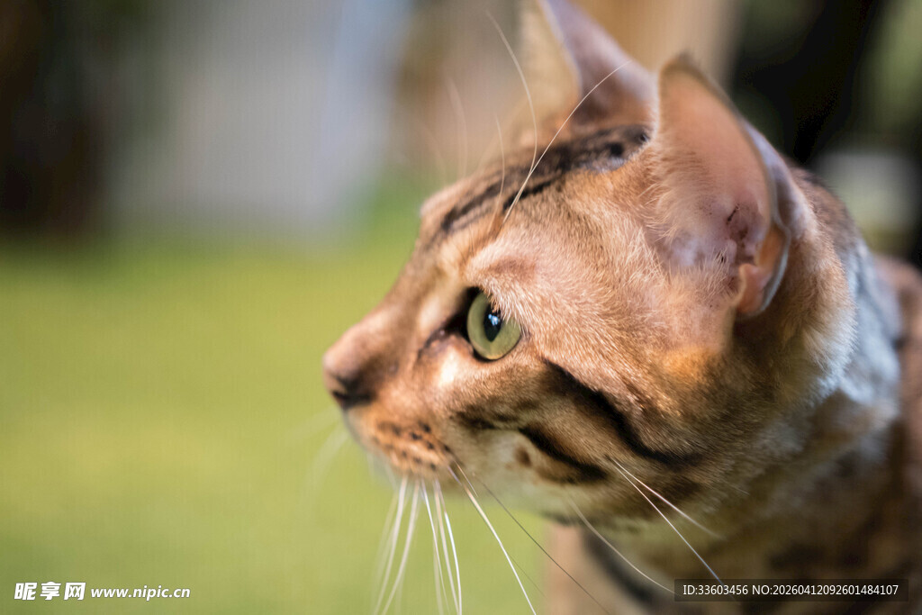 侧头凝视的帅气斑纹猫咪