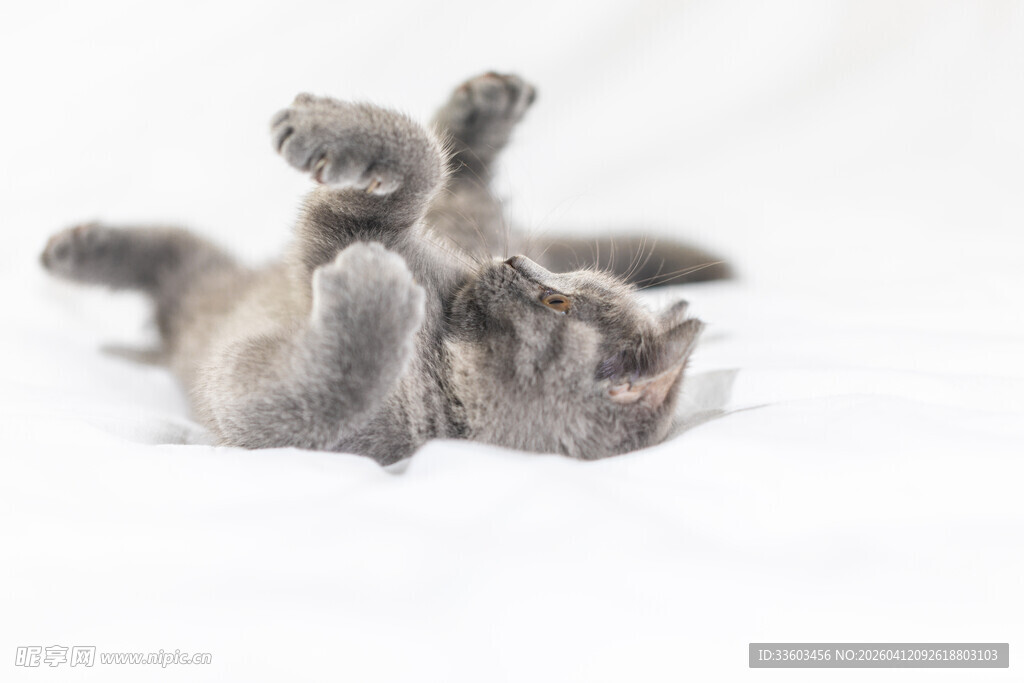 翻滚玩耍的可爱小猫咪