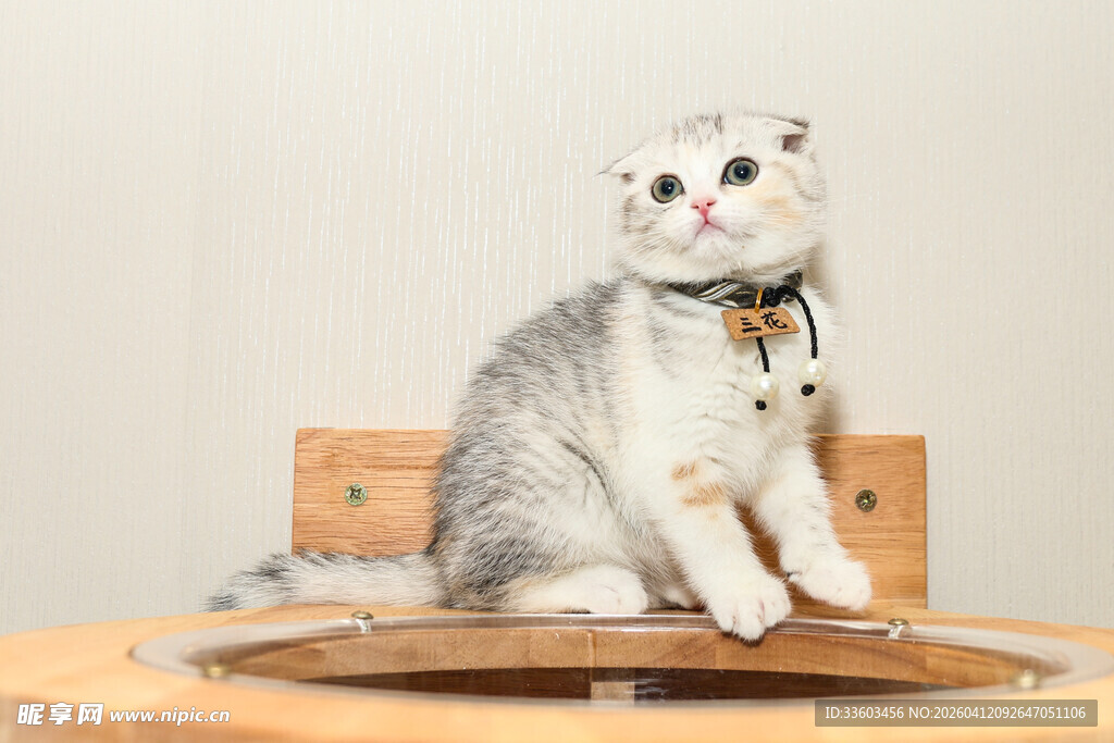 可爱银渐层猫咪端坐