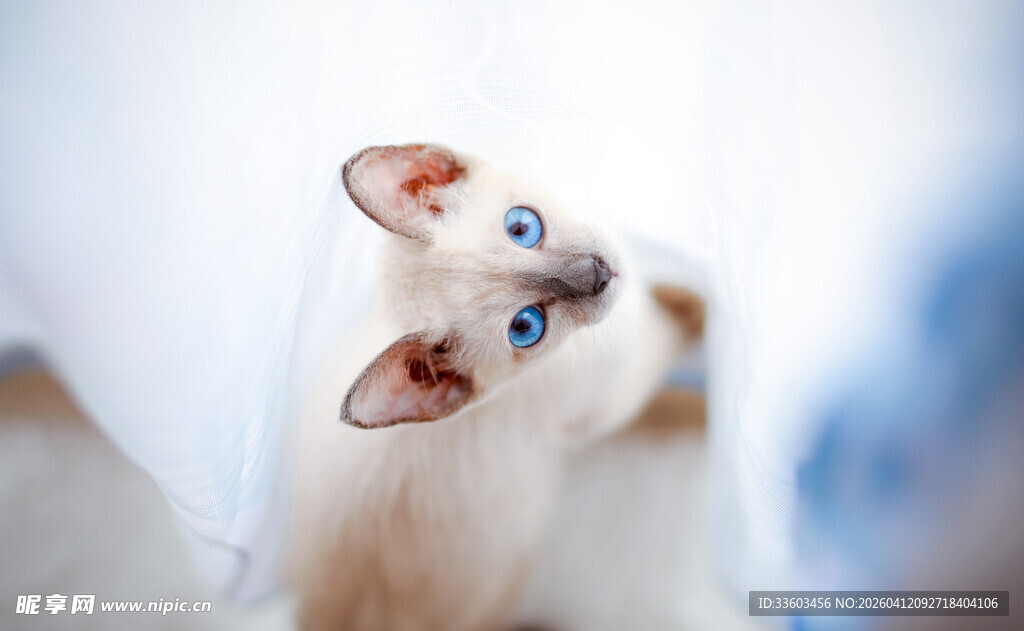 蓝眼暹罗猫的可爱瞬间