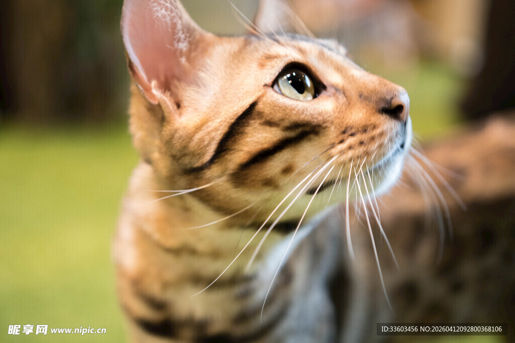 可爱斑纹猫抬头张望