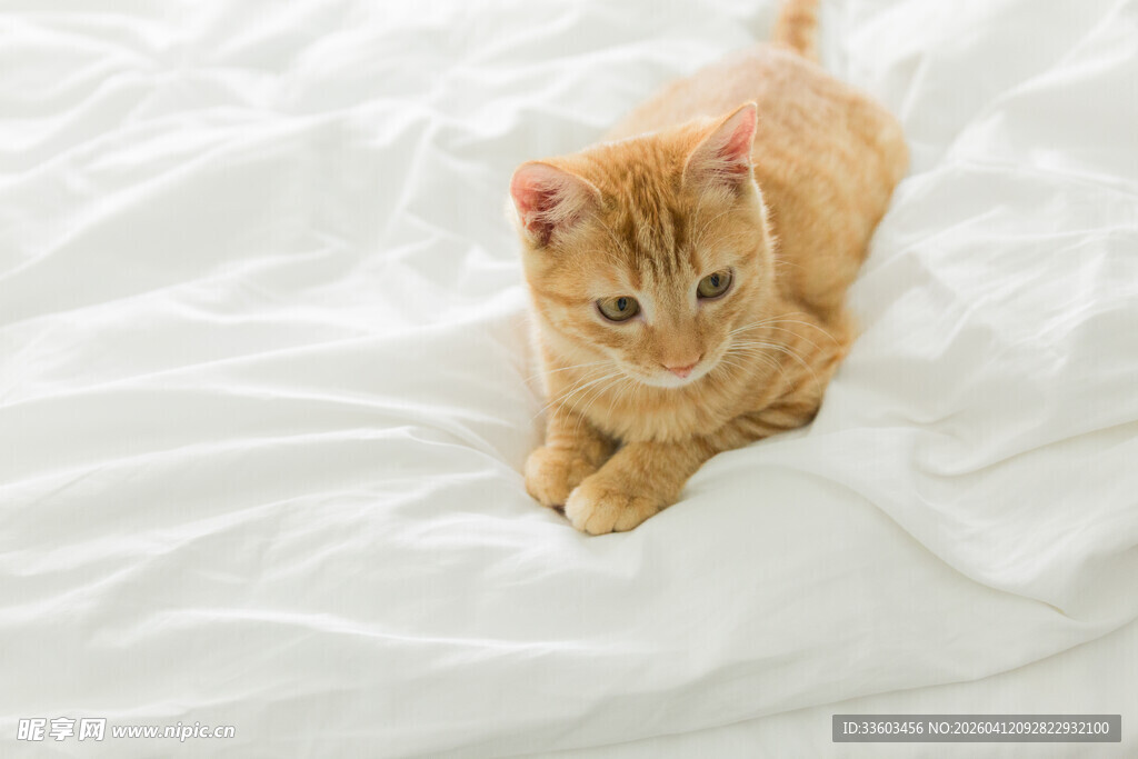 橘猫趴卧在柔软白床单上