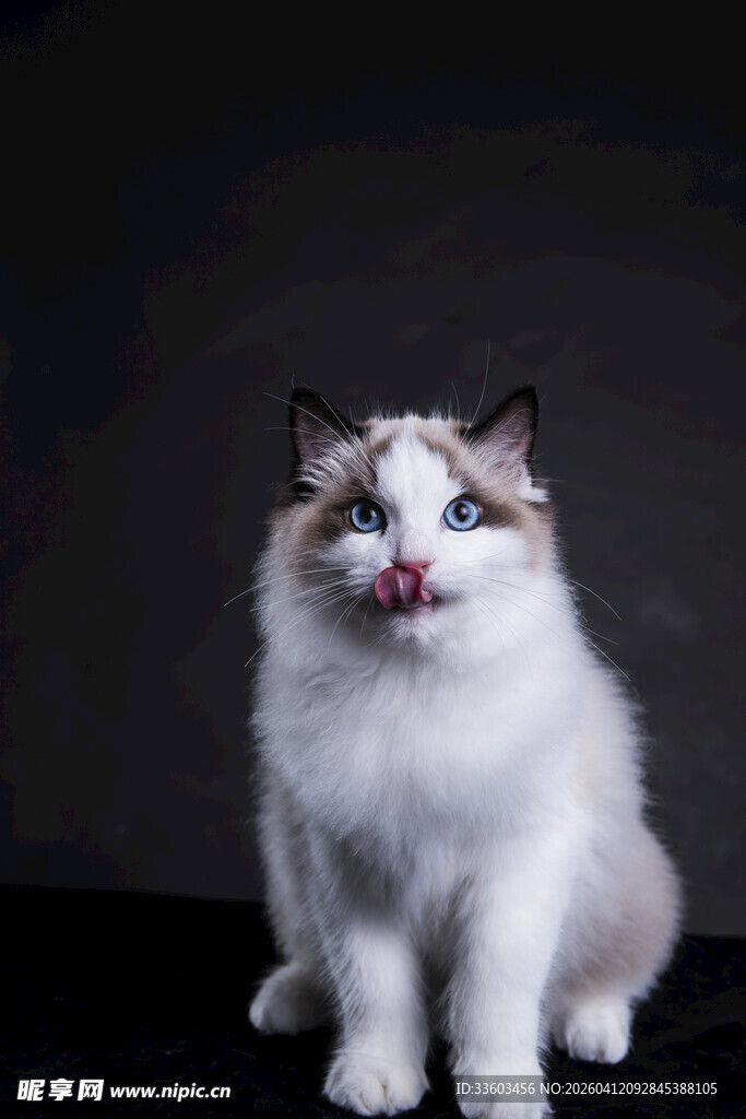 可爱布偶猫吐舌卖萌