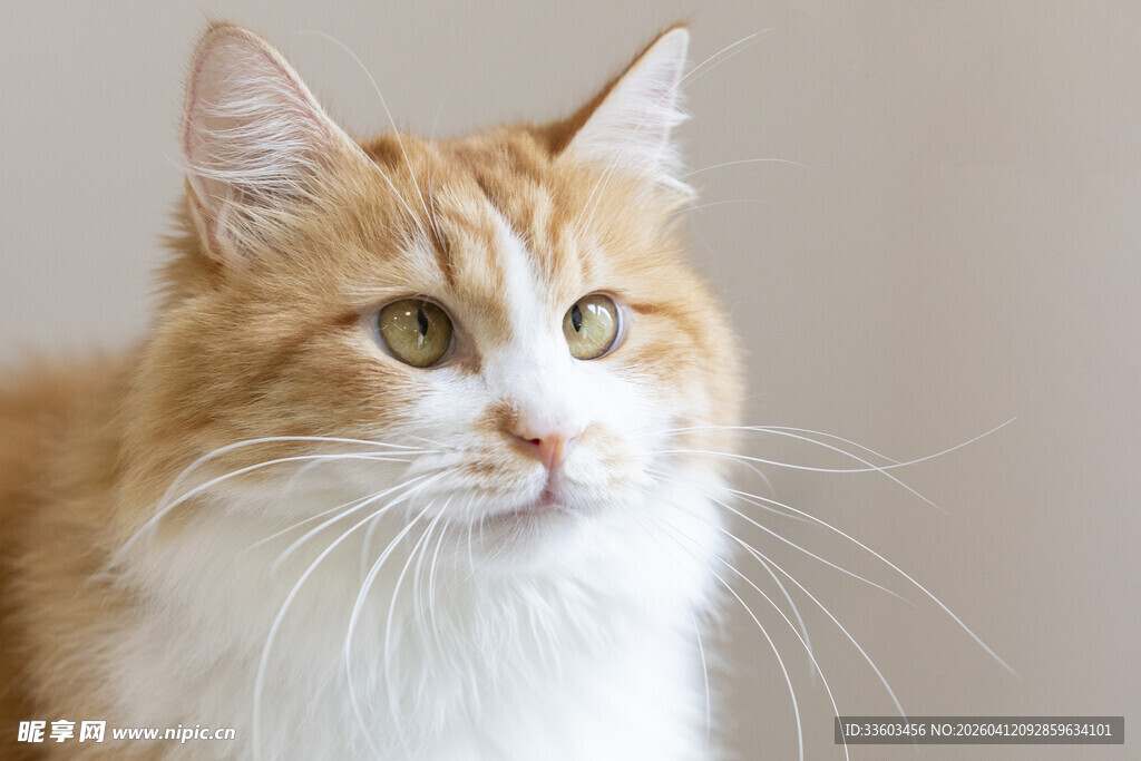 橘白长毛猫的优雅瞬间