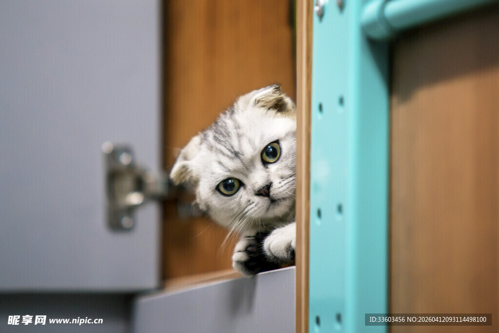 好奇小猫从门缝悄悄张望