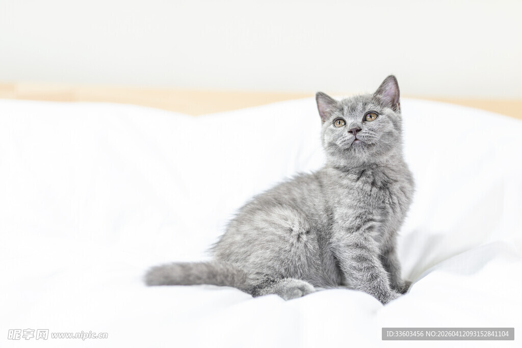 灰色小猫端坐于白色床铺