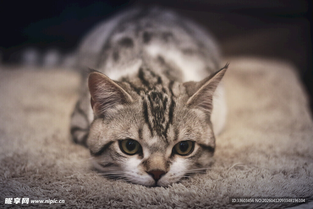 趴着的条纹猫咪