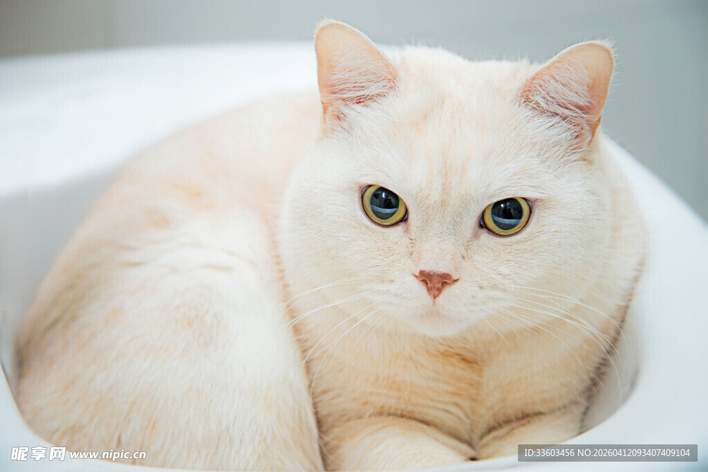 可爱猫咪静卧于容器中