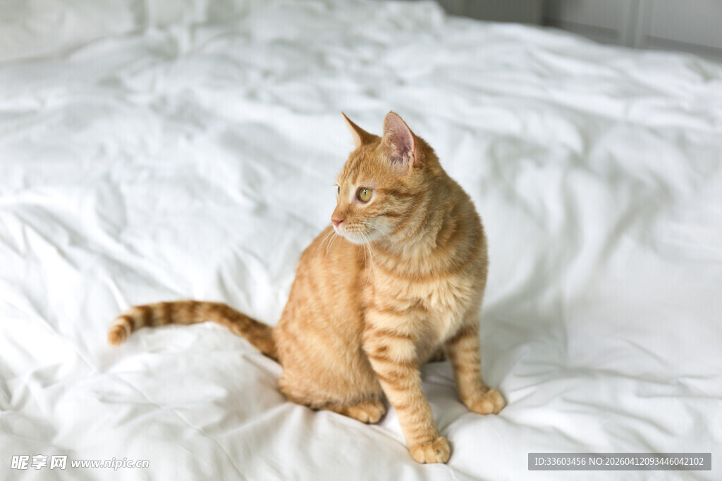橘猫端坐于柔软白床上